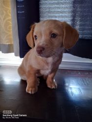 Puppy looking for family!