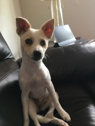Chihuahua and Jack Russell