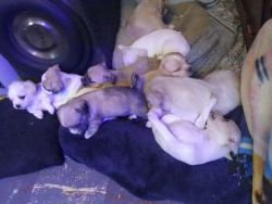 9 Chihuahua baby puppies