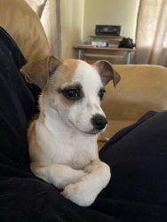 Rat Terrier-Chihuahua Mix