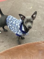 Blue Male Chihuahua Puppy