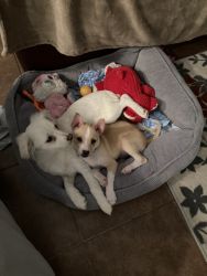 Chihuahua puppies need furever home