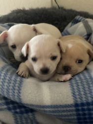 Three (3) chihuahua pups for sale