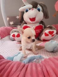 adorable Teacup Chihuahua Puppy Ready