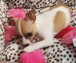 Chihuahua Puppies Born Dec 10th 2020