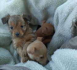 Adorable tiny puppies