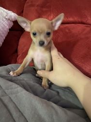 8 week old chihuahua puppy