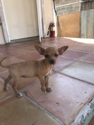 Chihuahuas for sell