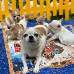 Pure Breed smooth coat chihuahua Puppies