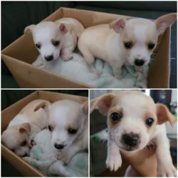 Chihuahua puppies for sell (females)