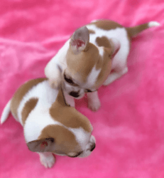Akc registered Chihuahua Puppies for Adoption