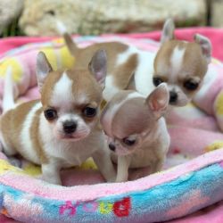 Gorgeous Chihuahua puppies for adoption