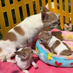 AKC male and female chihuahua pups from champion bloodlines