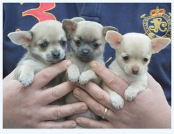 My Chihuahua puppies are very nice