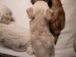 Malchi pup. Maltese and long hair chihuahua
