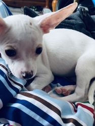 Chihuahua puppies in need of good homes
