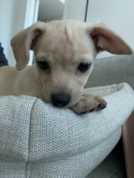 Adorable Chihuahua mix