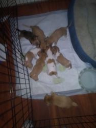 Chiwawow Terrier mix puppies for sale beautiful markings and mild temp