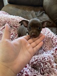 Chihuahua Male Available ASAP