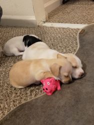 Chihuahua/Corgi puppies READY to go HOME