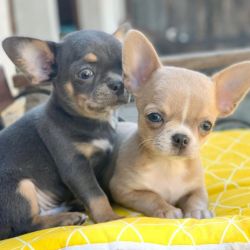 male and female chihuahua puppies ready to meet their forever home