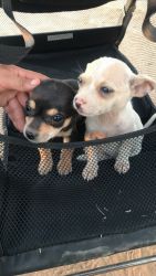 2 month old baby chihuahuas