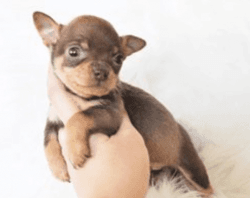 AKC Chihuahua puppies for sale Text Us At. xxx-xxxx-xxx