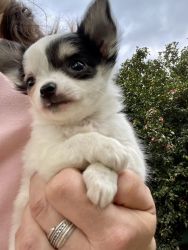 Chihuahua puppy doy
