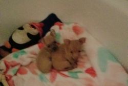 SIX WEEK OLD MALE CHIHUAHUA PUPPIES
