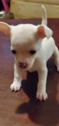 Gorgeous Purebred Deer Head Chihuahua Puppy