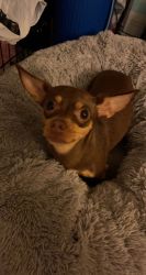 1 year old Chihuahua for sale