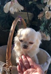 Julius Super Cuddly Chihuahua