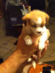 9 weeks old long-haired apple wood Chihuahuas . Looking for a good ho