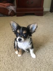 Long haired Chihuahua
