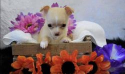 Teacup chihuahua Puppies