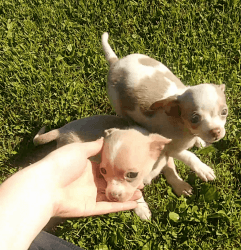 Two Teacup Chihuahua Boys