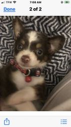 Chihuahua, long haired, 6 week old, female