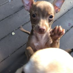 Chihuahua puppies need loving home. I cannot keep them. Please text or