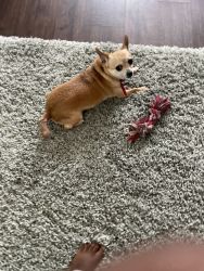 Toy Chihuahua