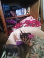 Chihuahua puppies for sale89999
