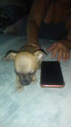 Puppies for sale 300 each
