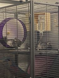 Two Chinchillas Need New Home