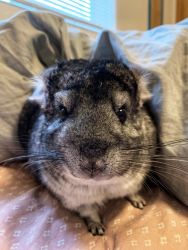 Chinchilla looking for a new home