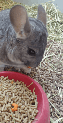 Chinchilla looking for new home!