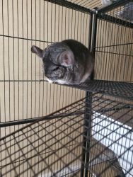 A pair of chinchillas a female and a male