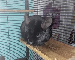 3 Year Old Chinchilla Rehoming