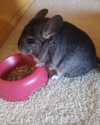 1 year old Chinchilla with Cage and Supplies