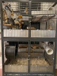 Chinchillas with large cage