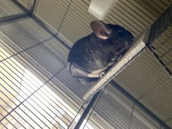selling chinchilla-including cage, add ons, and play pin