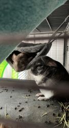 3 bonded chinchillas! With 6 foot cage!